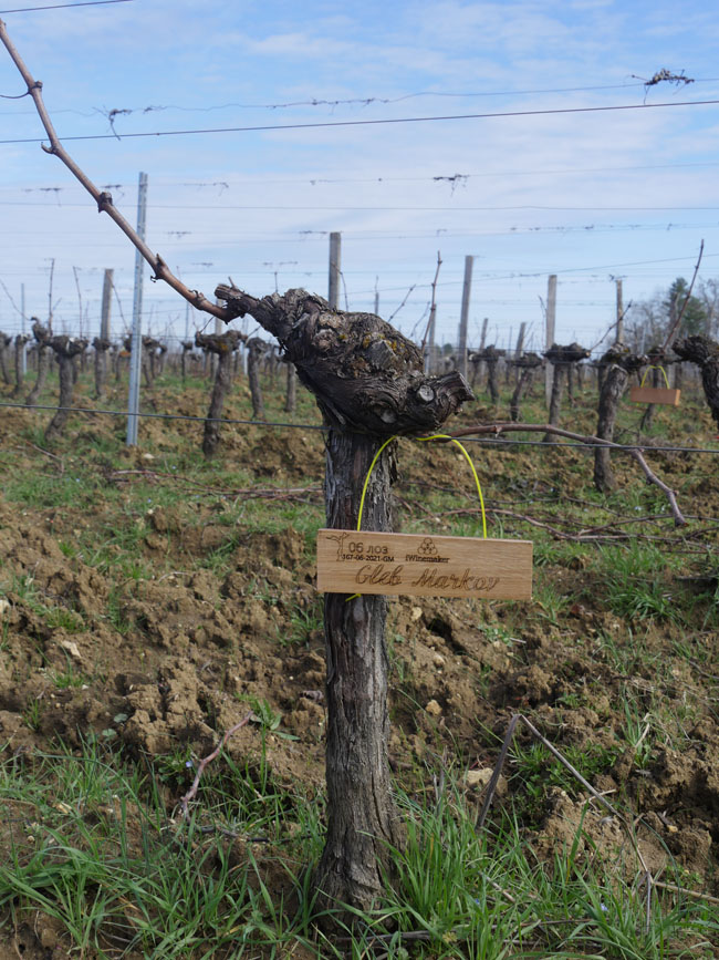 Виноградник на урожай